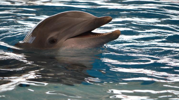 קלאב הוטל אילת, דולפינים באילת